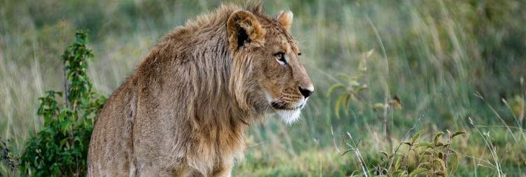 Ngorongoro Crater