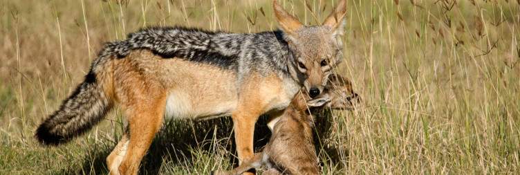 Serengeti National Park - Ngorongoro