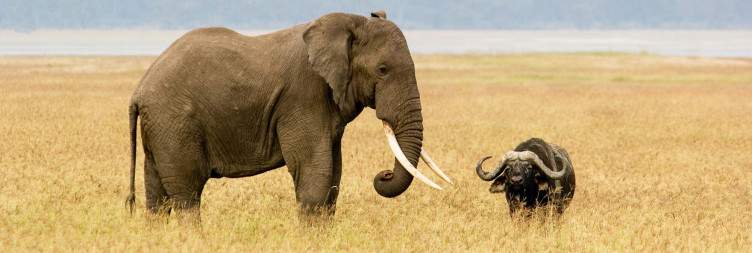 Ngorongoro Crater