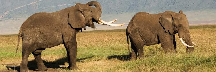 Serengeti to Ngorongoro