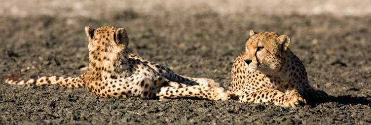 Serengeti – Ngorongoro Crater - Karatu