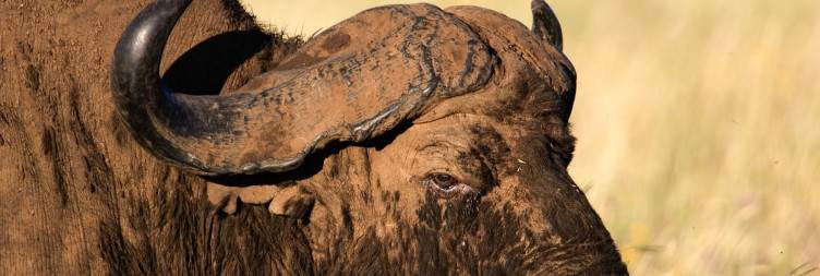 Serengeti National Park to Ngorongoro Crater