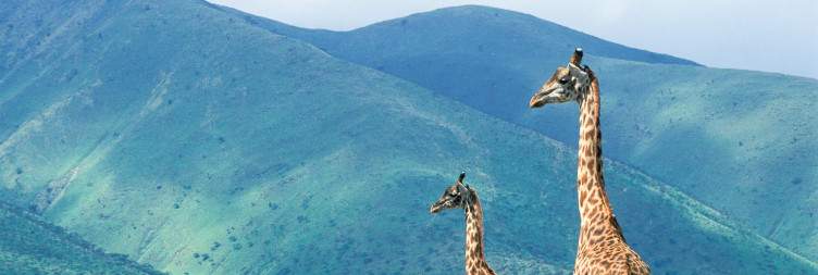 Ngorongoro Crater