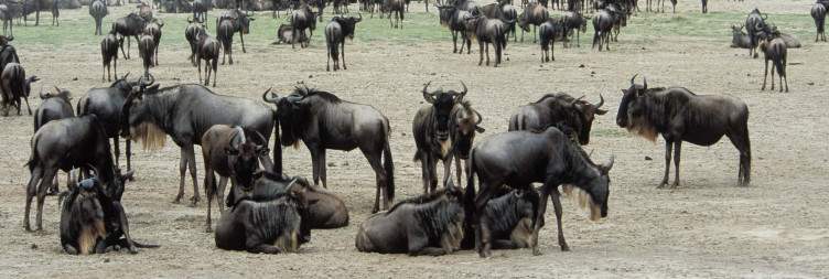 Serengeti National Park to Ngorongoro Crater