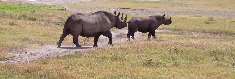 Ndutu to Ngorongoro Crater