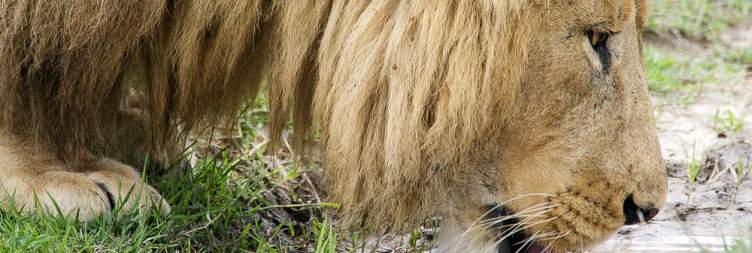 Serengeti Ndutu - Ngorongoro Crater