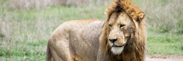 Ngorongoro Crater