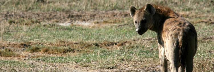 Serengeti to Ngorongoro Crater Game Drive – Big Five Experience