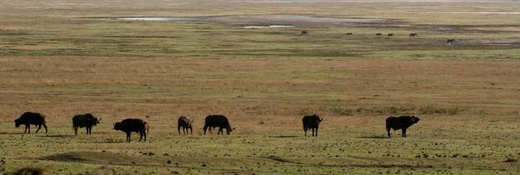 Serengeti National Park to Ngorongoro Crater, a Big Five Haven