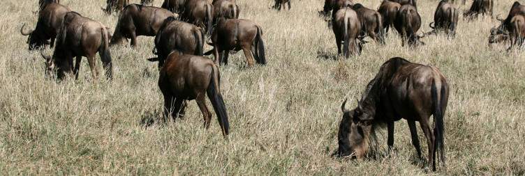 Ngorongoro crater