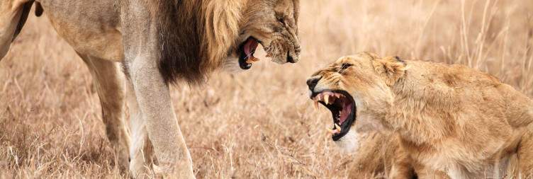 Game drive in Ngorongoro, transfer to Arusha
