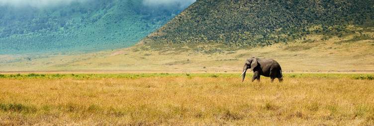 Serengeti to Ngorongoro Crater