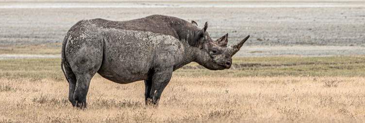 Ngorongoro Crater Tour