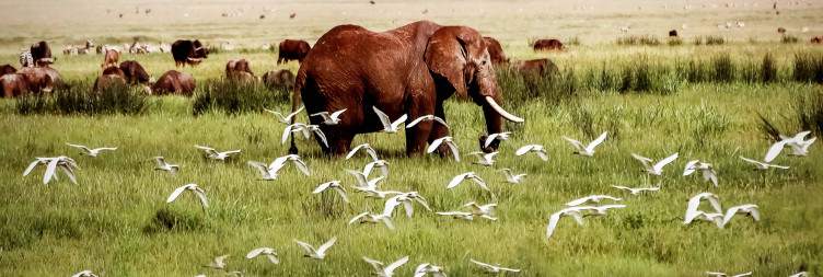 Ngorongoro Crater, a Big Five haven