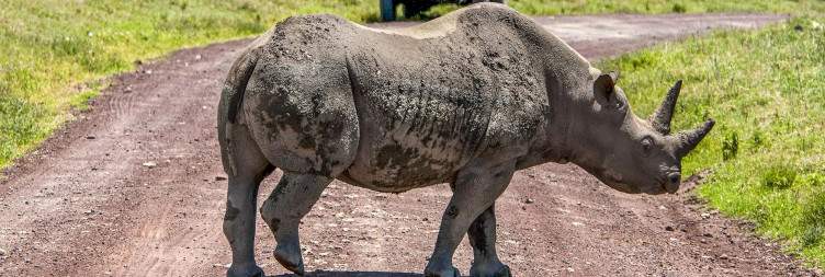 Ngorongoro Crater