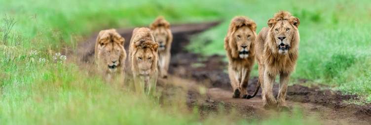 Ngorongoro Crater - Arusha