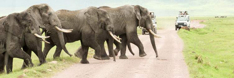 Game Drive in Ngorongoro then transfer to Arusha
