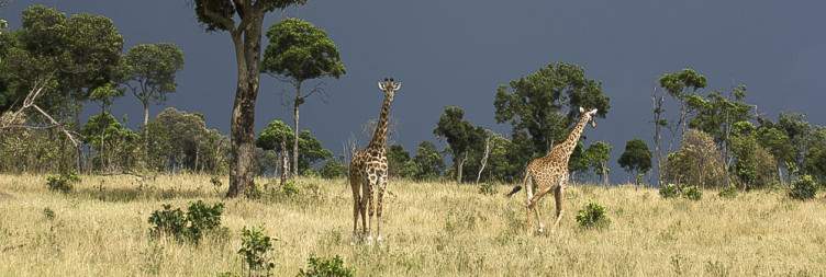 Safari in the Northern Serengeti