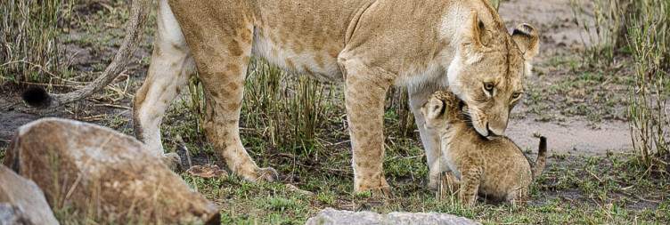 Northern Serengeti