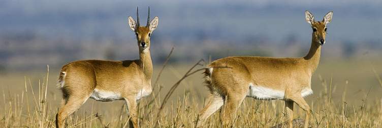 Central Serengeti National Park