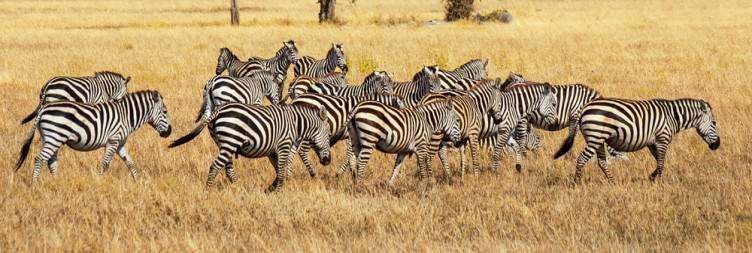 Northern Serengeti