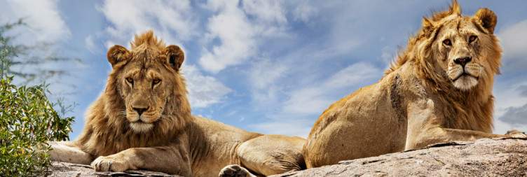 Northern Serengeti National Park