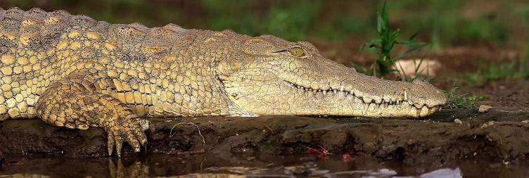 Transfer from Morogoro to Nyerere National Park + Boat Safari