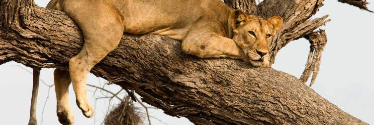 Early Morning Bush Walk (Outside Park) & Game Drive in Nyerere National Park