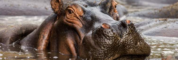 Mikumi National Park to Selous Game Reserve (Nyerere National Park) + Boat Safari