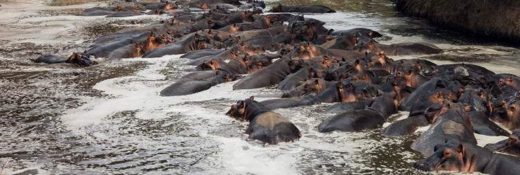 Relax With Maasai Culture Tour And Boat Safari