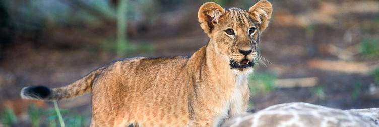 Arrival in Dar es Salaam, Fly to Nyerere National Park
