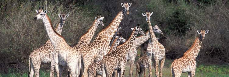 Fully Day Game Drive At Selous Game Reserve