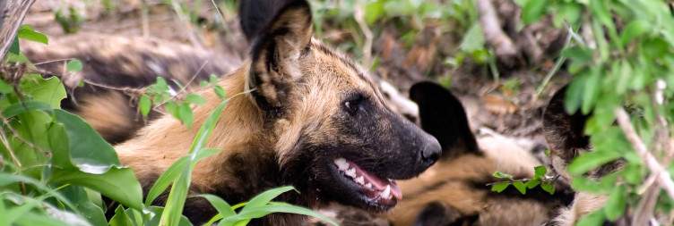 Mikumi To Nyerere NP + Evening Game Drive