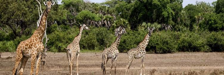 On Safari in Nyerere National Park