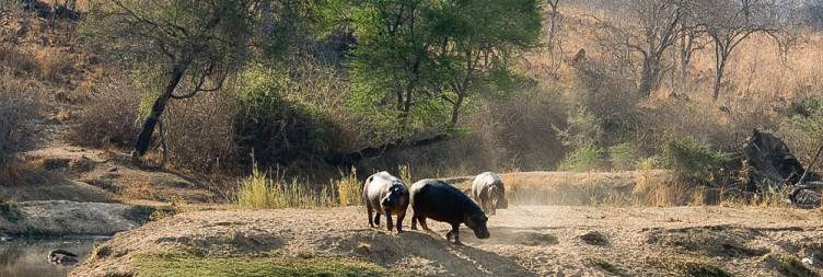 Transfer from Mikumi to Ruaha National Park