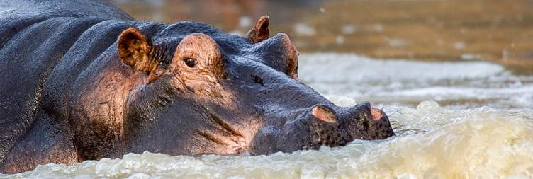Day & Night Safari in Ruaha National Park