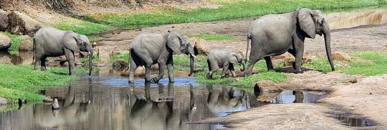 Game Drive at Ruaha National Park