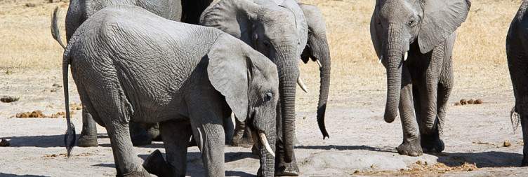 Full-Day Game Drive in Ruaha