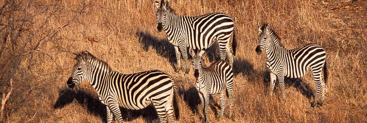 4-Day Ruaha National Park
