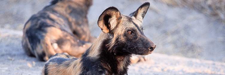 Ruaha National Park