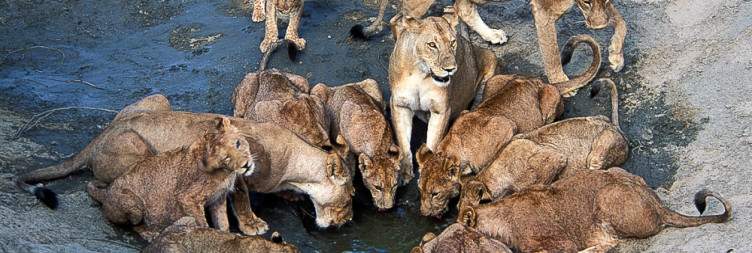 Fly from Nyerere to Ruaha National Park