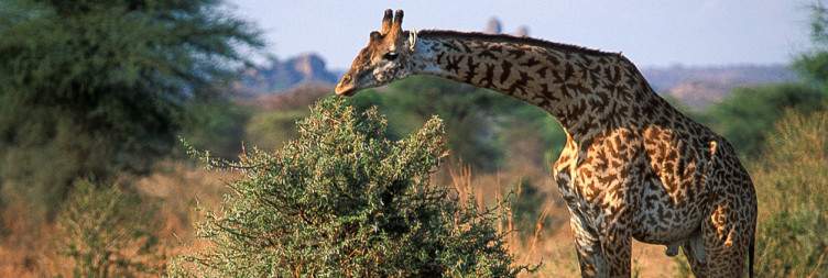 Game Drive at Ruaha National Park