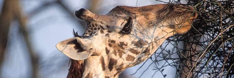 Game Drive at Ruaha National Park