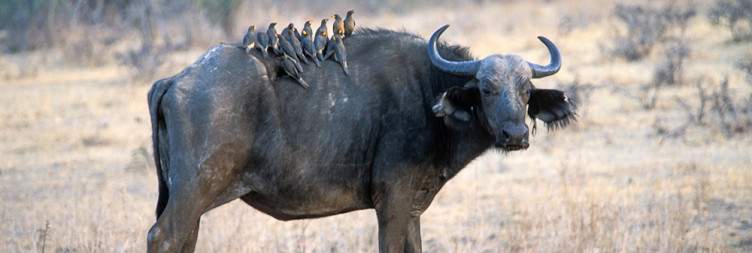 Ruaha National Park