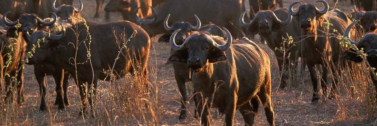 Game Drive at Ruaha National Park