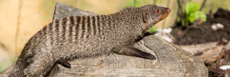 Iringa – Ruaha National Park