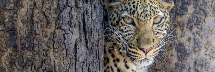 Fly From Zanzibar - Ruaha National Park (Full Day Game Drive)