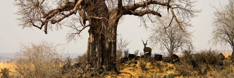 Ruaha National Park