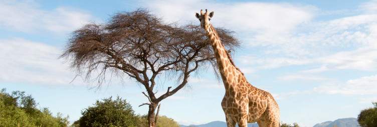 Wildlife Discovery Safari