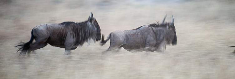 Fly out of the serengeti